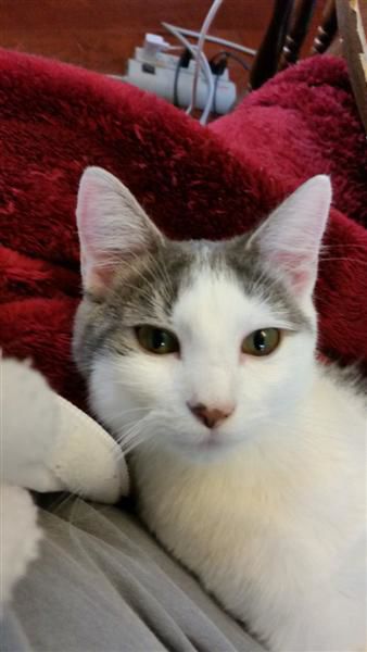 Homeless Animals Rescue Team (HART) - Miss Serena.jpg
